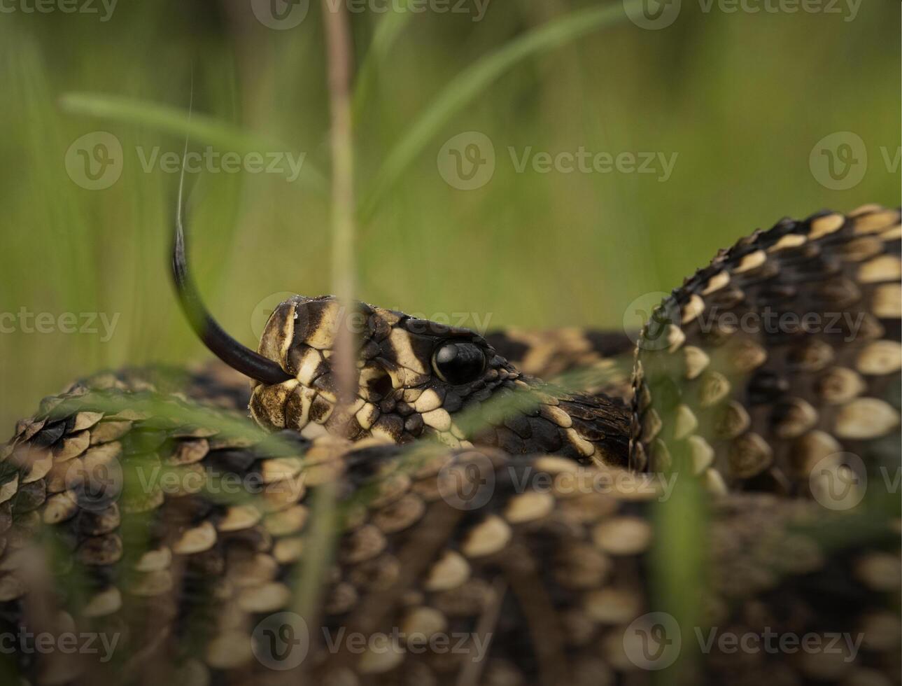 oriental diamonback serpiente de cascabel, crotalus adamante foto