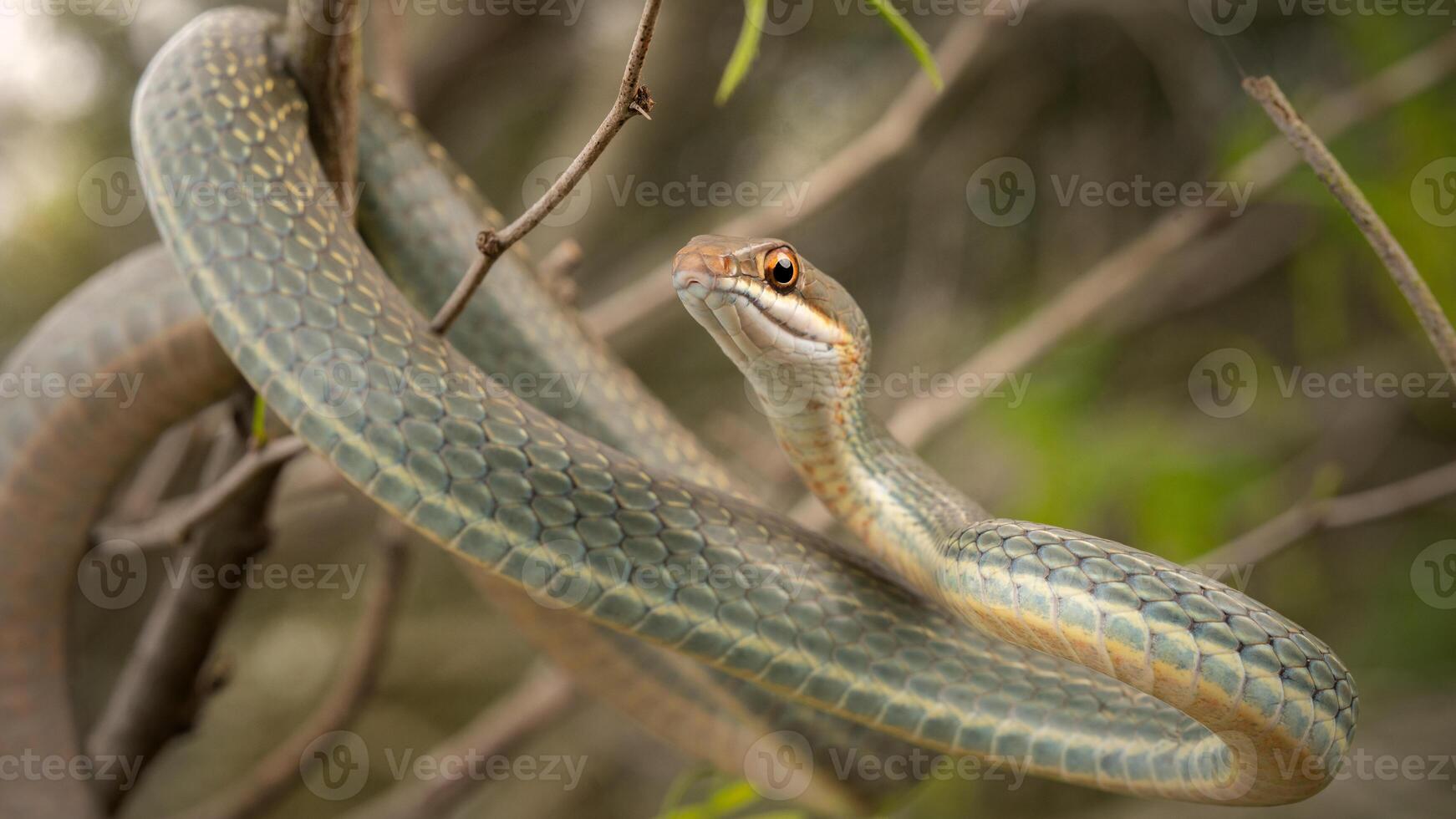 Ruthven's whipsnake, Masticophis ruthveni photo