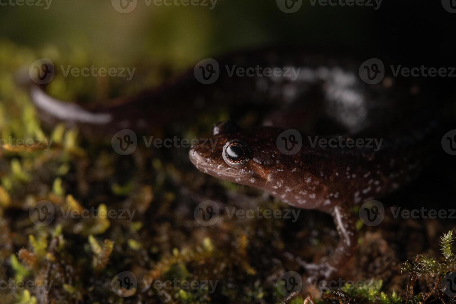 Apalachicola dusky salamander, Desmognathus apalachicolae photo