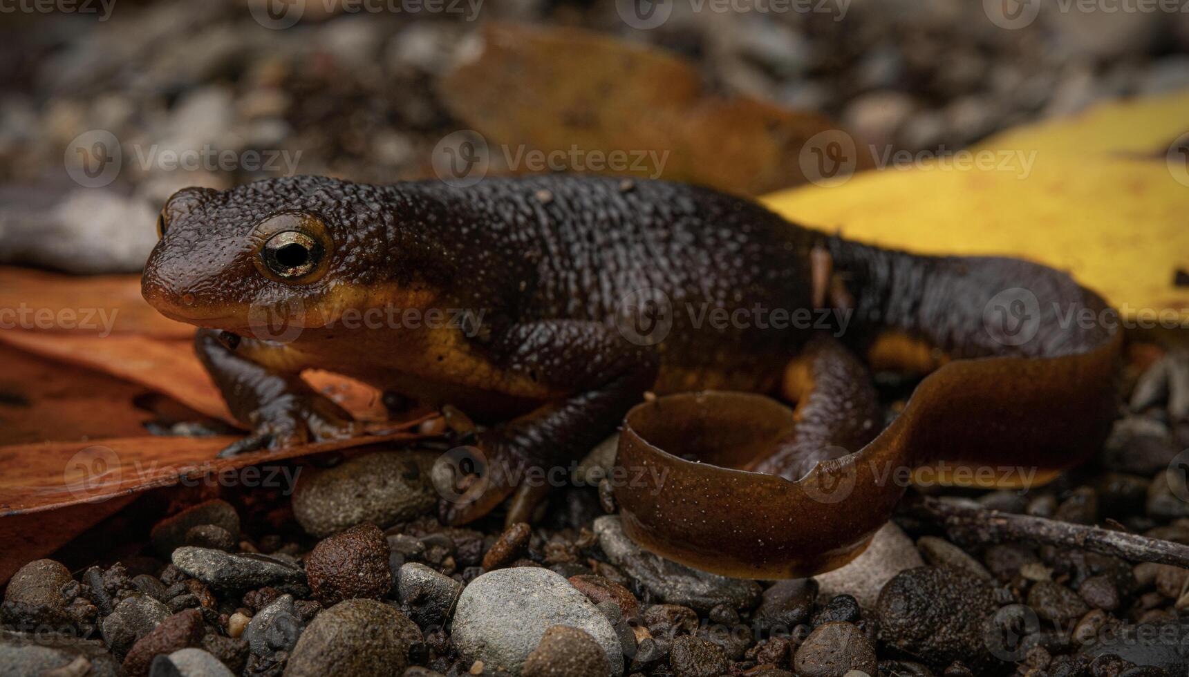 California tritón, taricha torosa foto