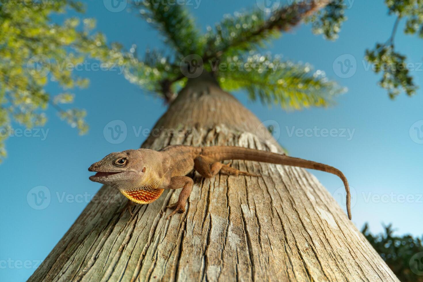 marrón anol, anolis Sagrei foto