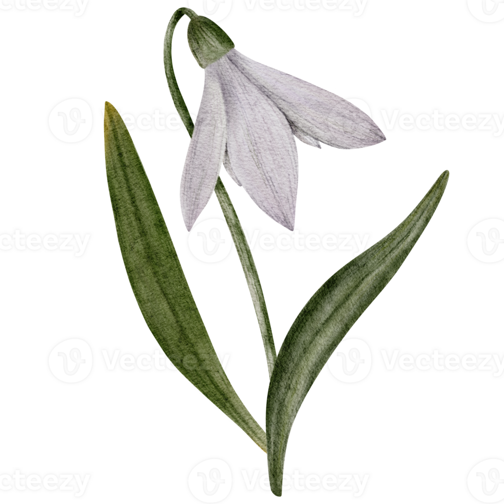 Snowdrop watercolor hand drawn bouquet with flower and green leaves. Composition of flower Galanthus. Concept spring, primrose, easter, botanical illustration. clipart for cards, textiles, templates png