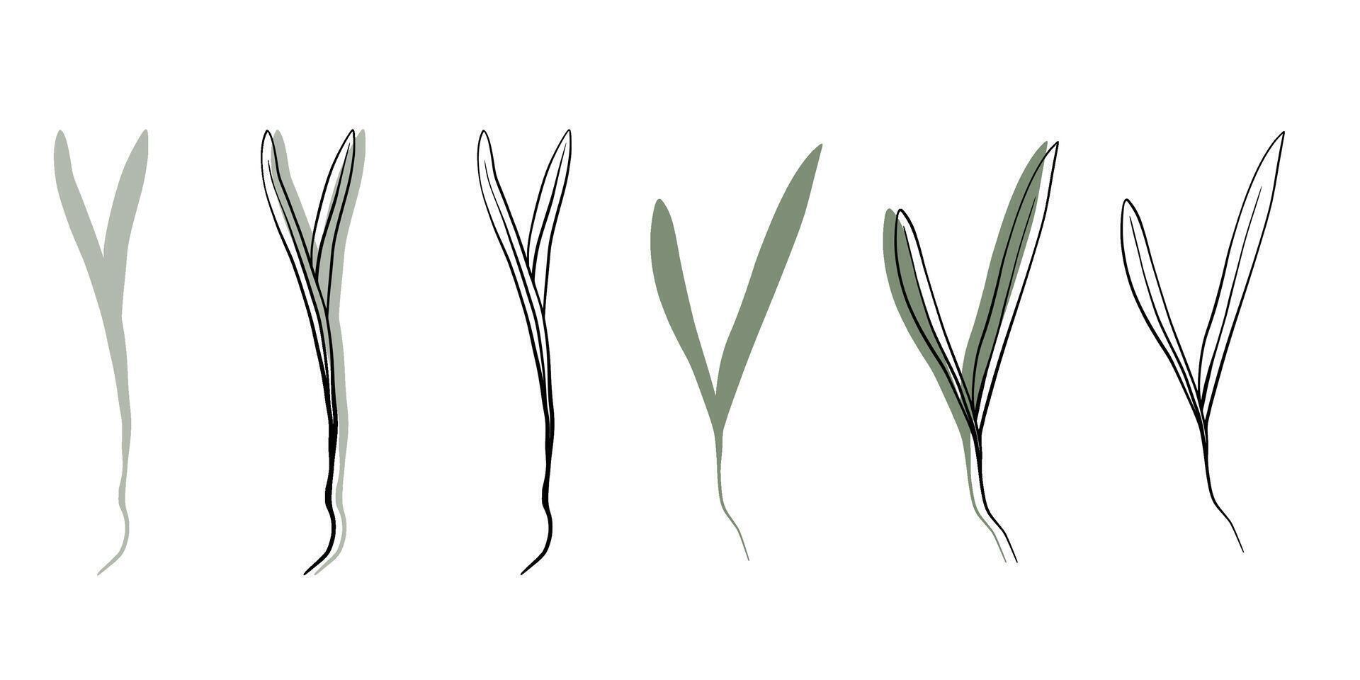 Espinacas microgreens vector mano dibujado ilustración. contorno y verde planta. coles de girasol planta. conjunto para diseño menú, logo, embalaje de apropiado nutrición, microelementos, sano estilo de vida