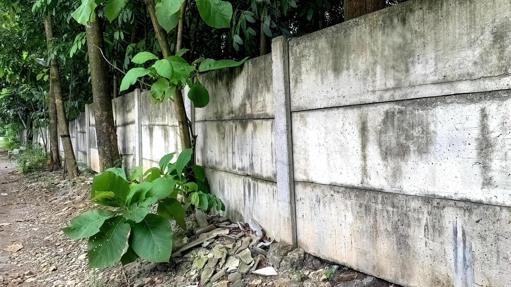 Pre-cast concrete panel fence wall between teak plants photo