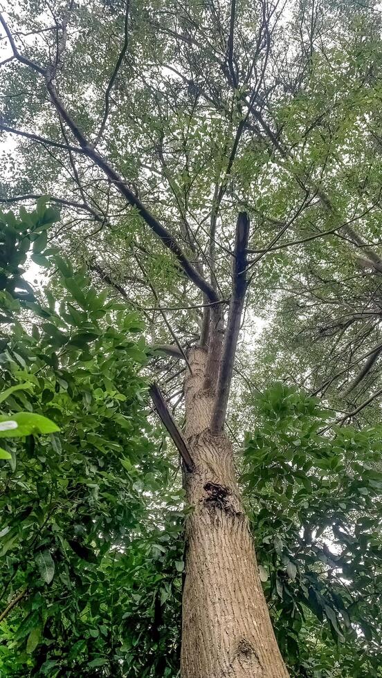 a large Acacia mangium tree from a low angle photo
