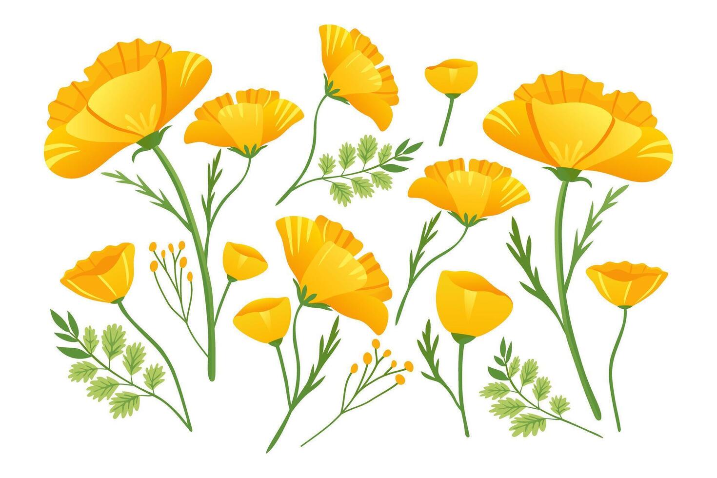 Yellow flowers of Echscholtzia. California golden poppy. Collection of yellow spring flowers. California poppy. Vector illustration.