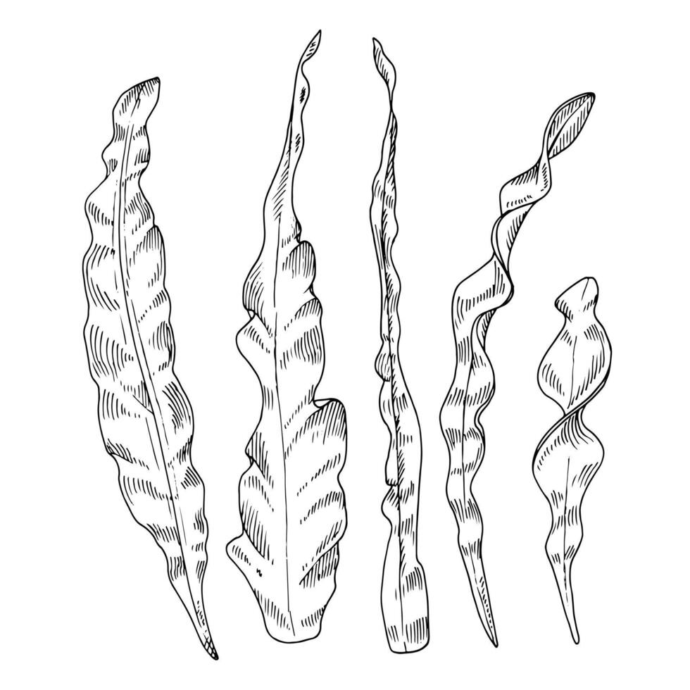 Seaweed Vector line art. Outline set of alga. Hand drawn black and white graphic clipart. Linear drawing on isolated background. Under water plants illustration. Sea weeds on the bottom sketch