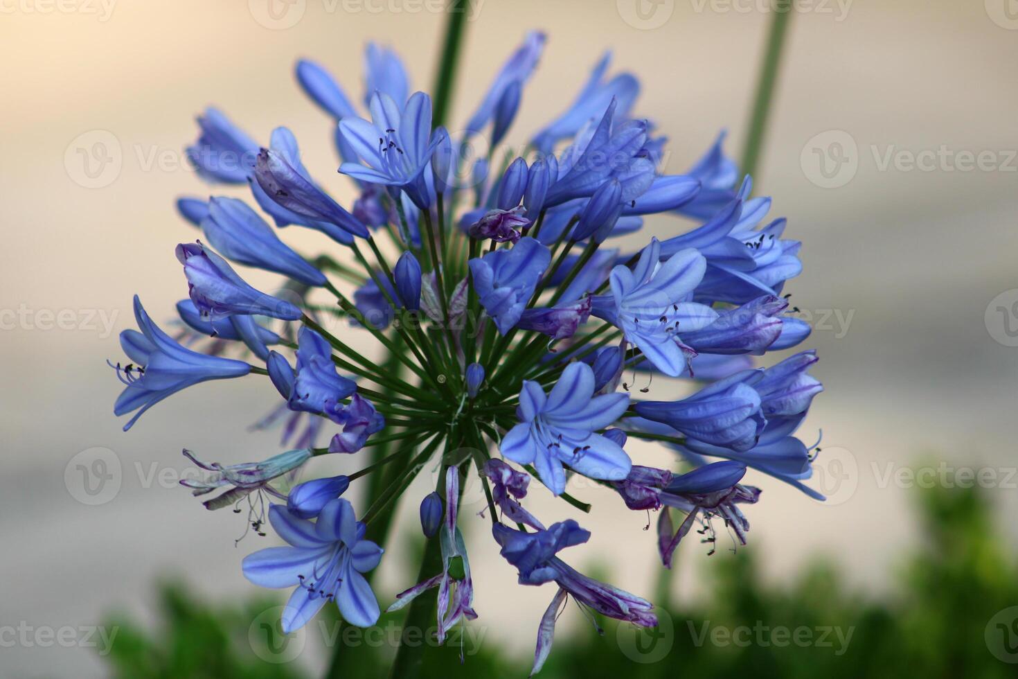 Agapanthus africanus, or the African lily, is a flowering plant from the genus Agapanthus found only on rocky sandstone slopes of the winter rainfall fynbos from the Cape Peninsula to Swellendam. photo