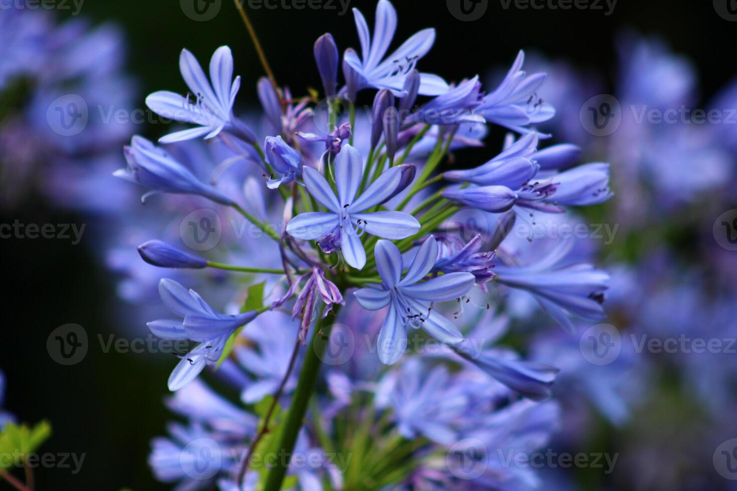 Agapanthus africanus, or the African lily, is a flowering plant from the genus Agapanthus found only on rocky sandstone slopes of the winter rainfall fynbos from the Cape Peninsula to Swellendam. photo