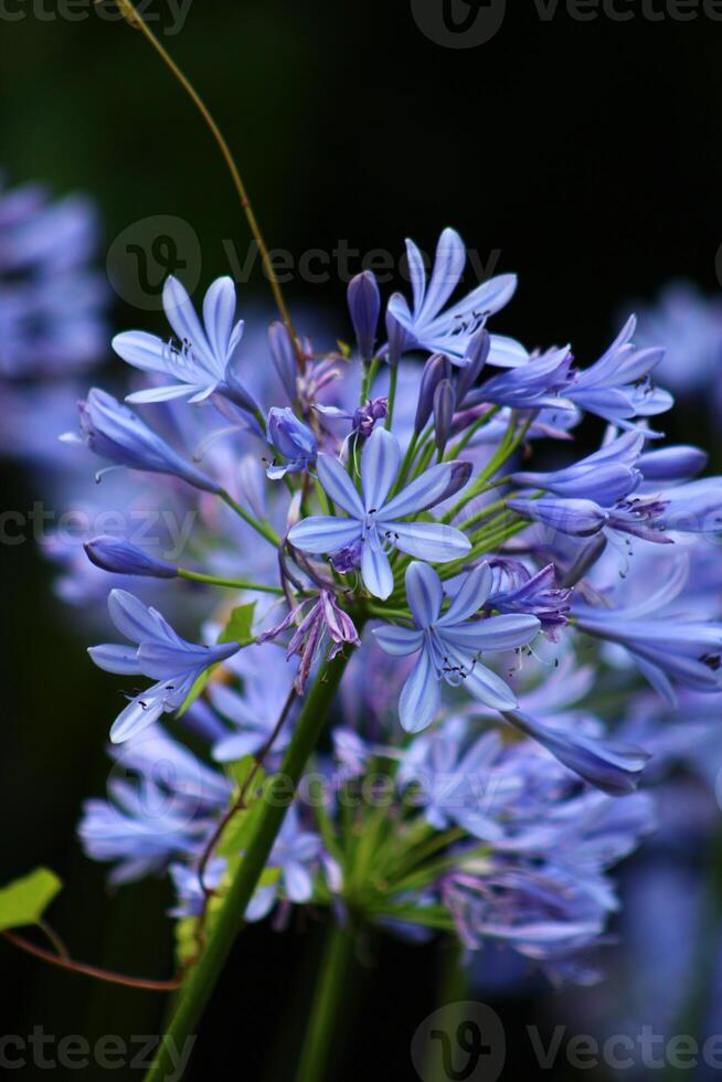 Agapanthus africanus, or the African lily, is a flowering plant from the genus Agapanthus found only on rocky sandstone slopes of the winter rainfall fynbos from the Cape Peninsula to Swellendam. photo