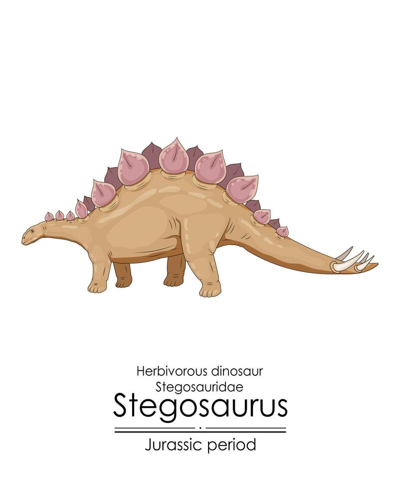 Stegosaurus, herbivorous, armored dinosaur from the Jurassic period. vector