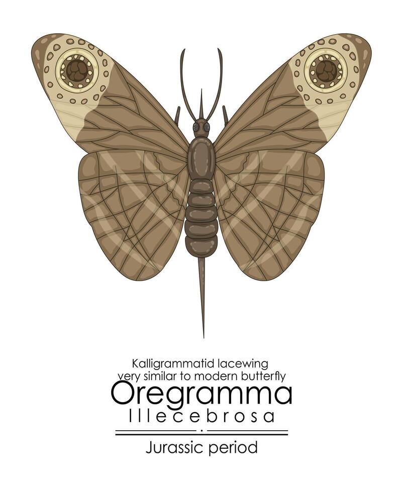 Prehistoric butterfly-like insect Oregramma illecebrosa vector