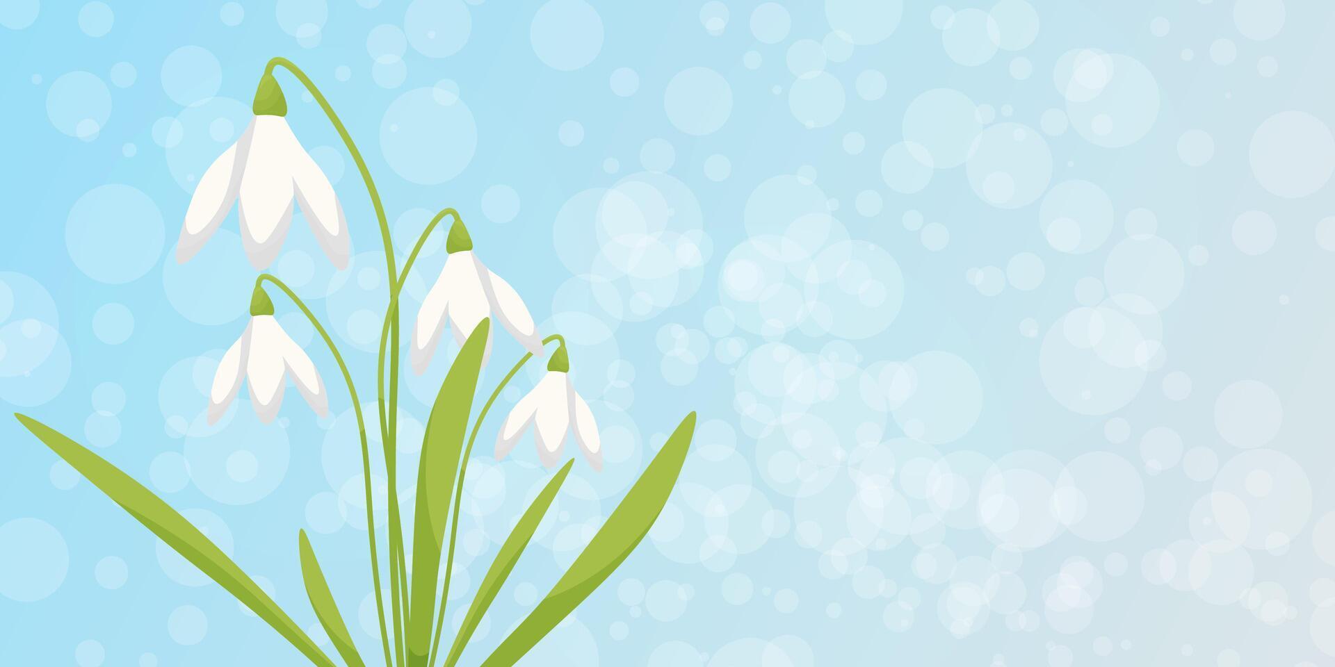 first spring flowers. Snowdrops on a blue background ,place for text. vector postcard