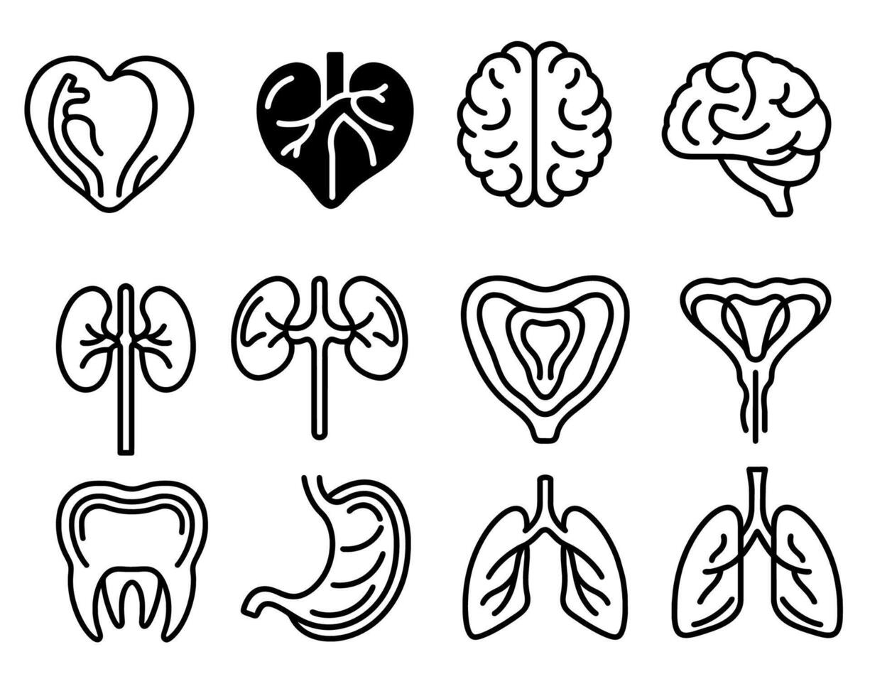 Human organs set. Lungs, kidneys, liver, heart, brain, bladder, tooth, uteras, pancreas, trachea, pancreas, bladder. Vector illustration