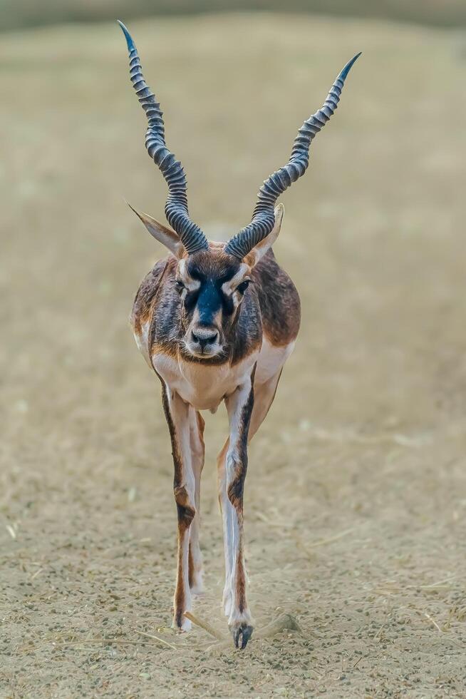 The blackbuck, also known as the Indian antelope photo