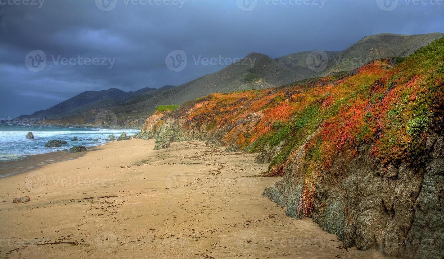 California Ice Plant photo