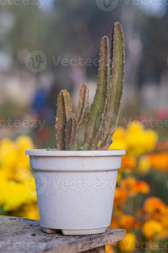 foto cactus planta en un blanco maceta