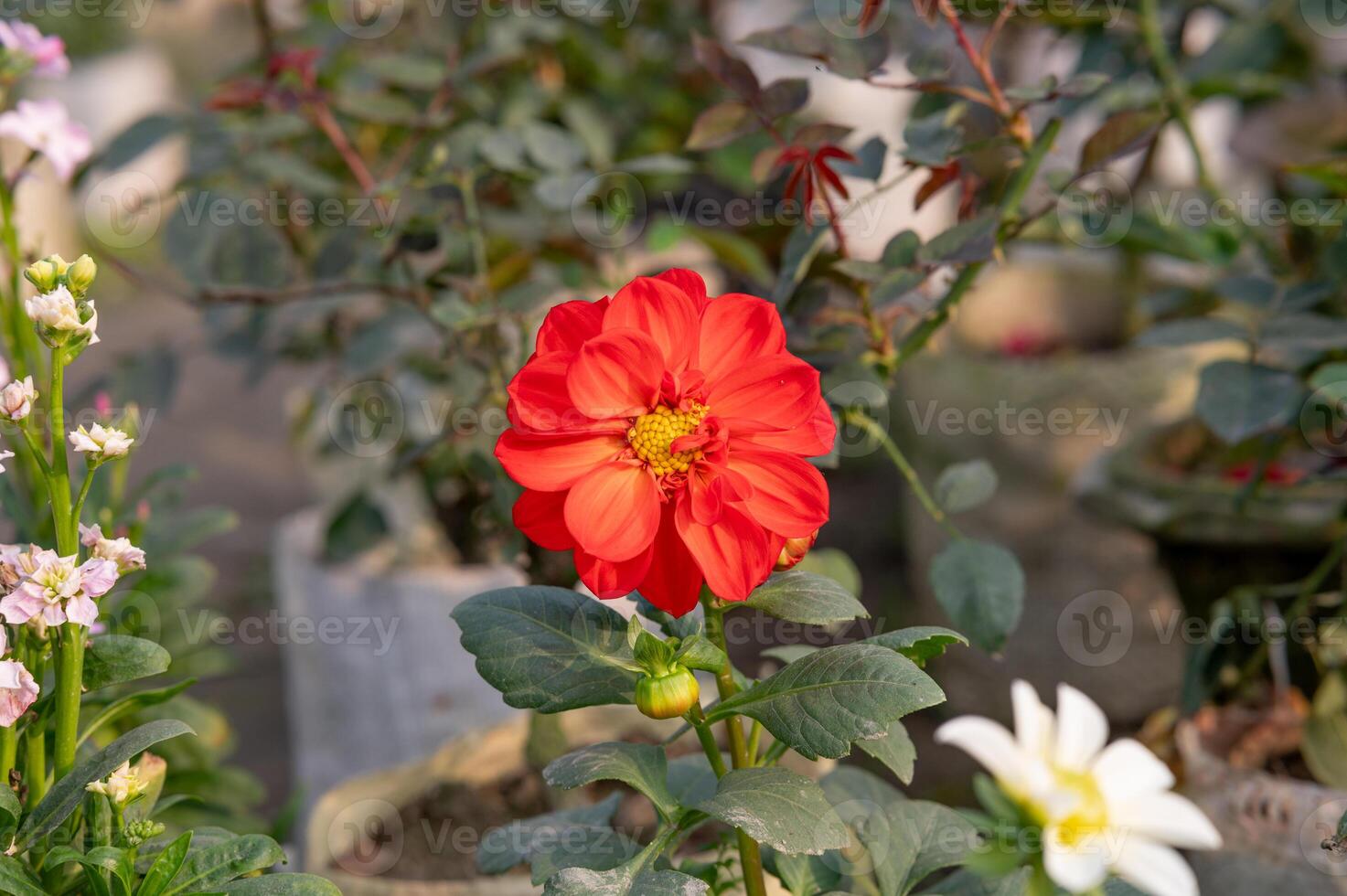 Red Dahlia in the garden photo