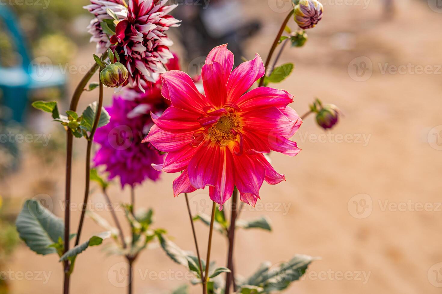 photo closeup of a zinnia flower in the garden