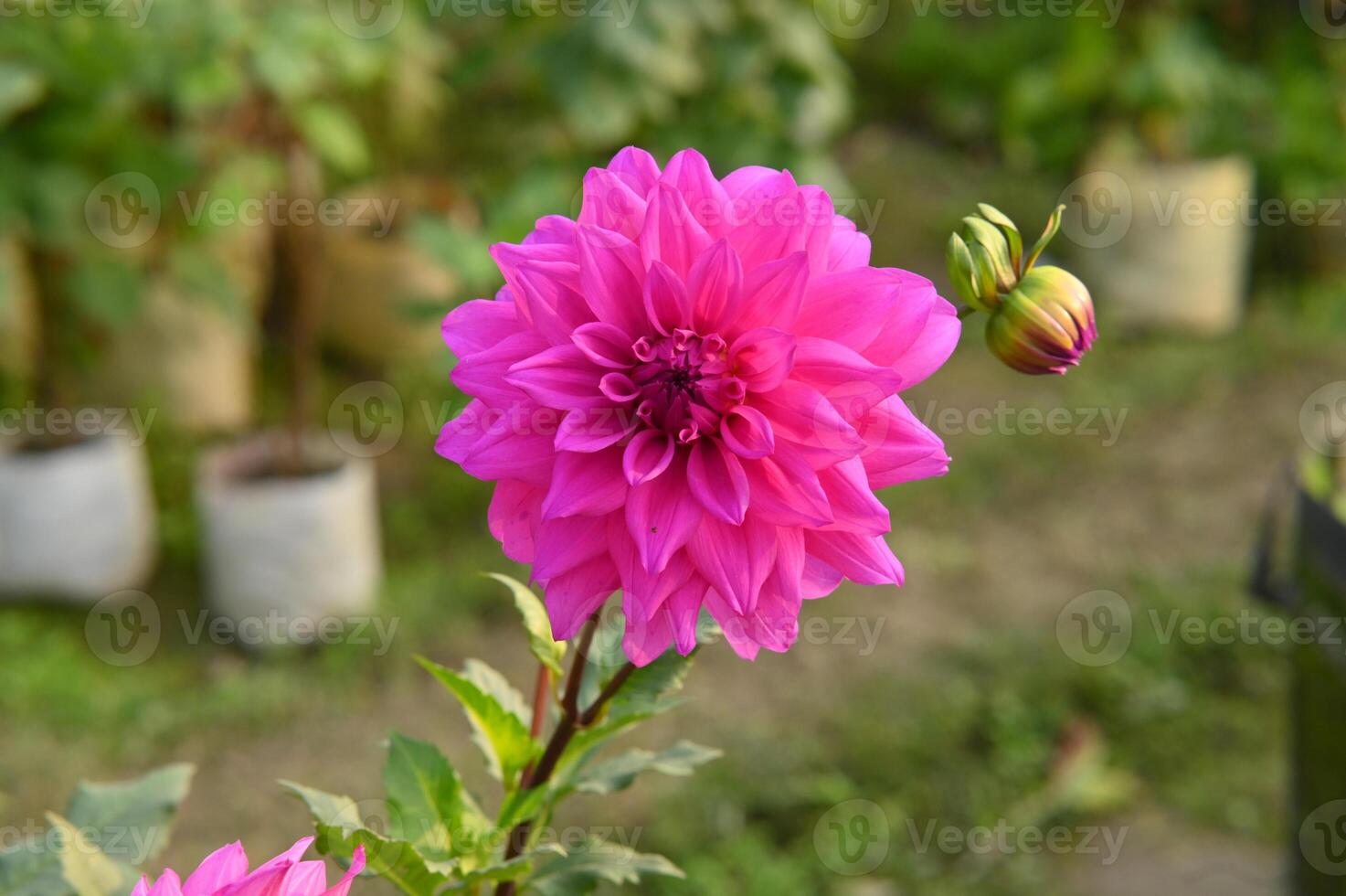 single photo of a pink Dahlia closeup view.