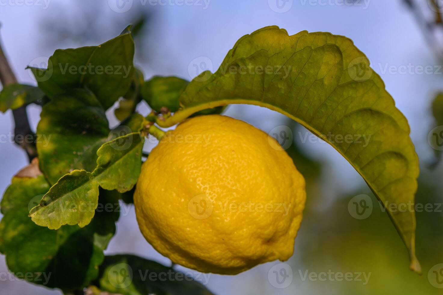 Citrus lemon fruits with leaves isolated, sweet lemon fruits on a branch with working path.12 photo