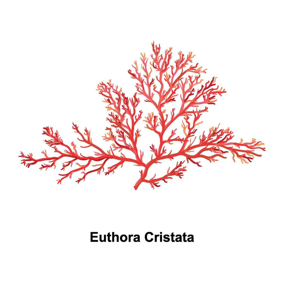 euthora cristata - un género de taloide rojo algas. mano dibujado vector ilustración