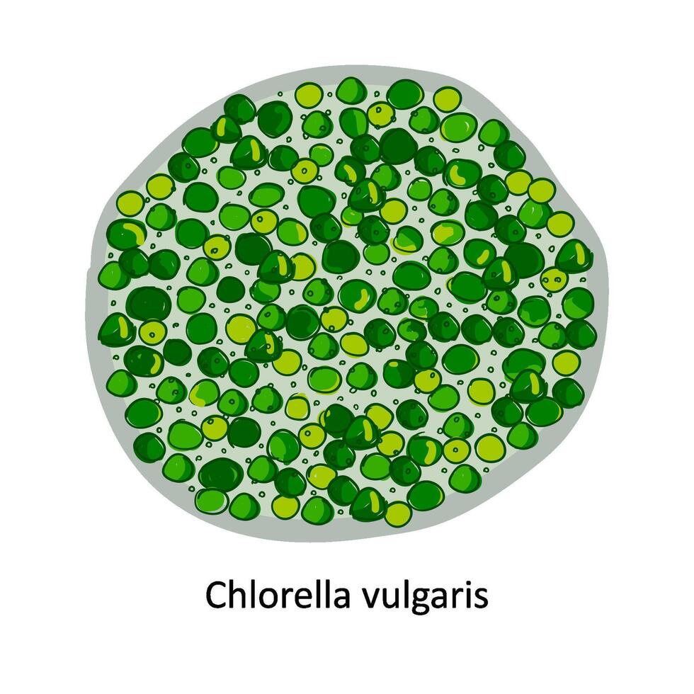 Chlorella - un género de unicelular verde algas pertenencia a el división clorofita. mano dibujado vector ilustración