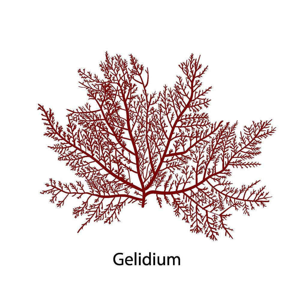 Gelidium or Chaetangium - a genus of thalloid red algae, often used to make agar. Hand drawn vector illustration