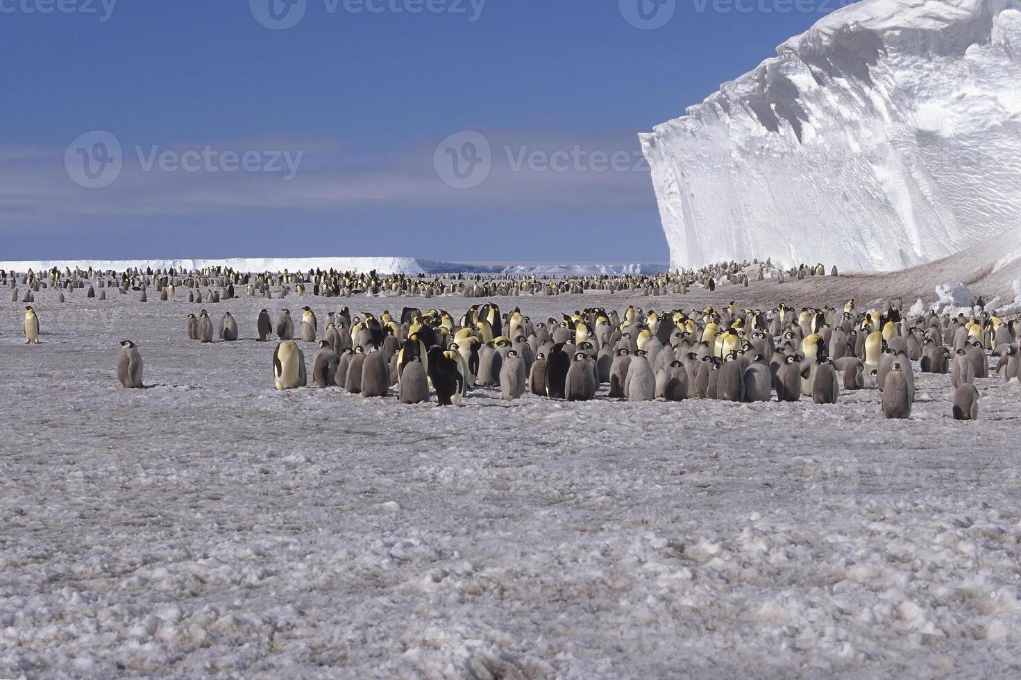 Emperor penguin, Aptenodytes forsteri, colony in front of iceberg, Drescher Inlet Iceport, Weddell Sea, Antarctica photo