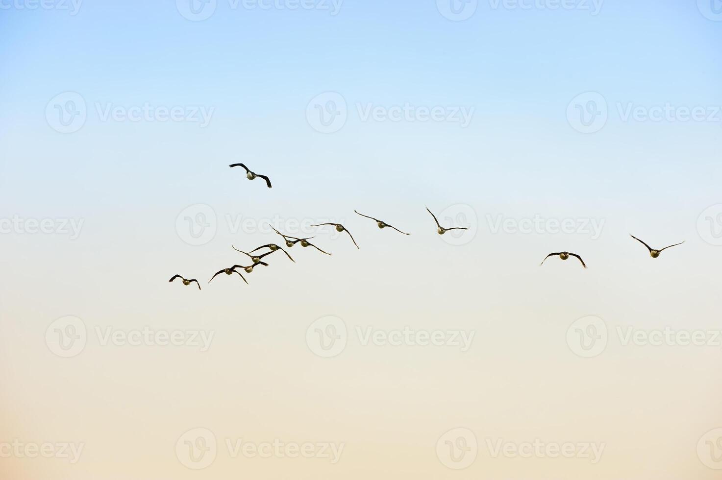 Flock of Antarctic or blue-eyed shags, Phalacrocorax bransfieldensis, Paulet Island, Erebus and Terror Gulf, Antarctic peninsula photo