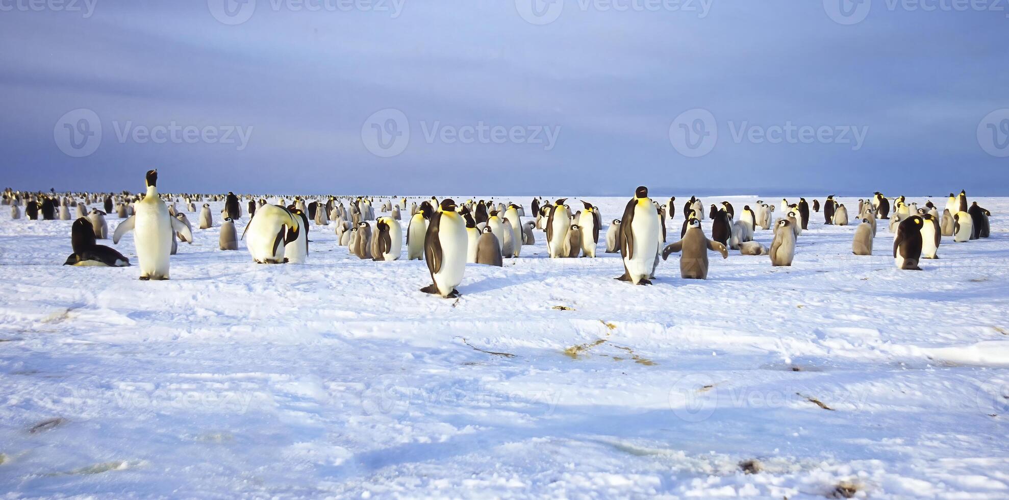 Emperor penguins, Aptenodytes forsteri, on ice floe, Atka Bay, Weddell Sea, Antarctica photo