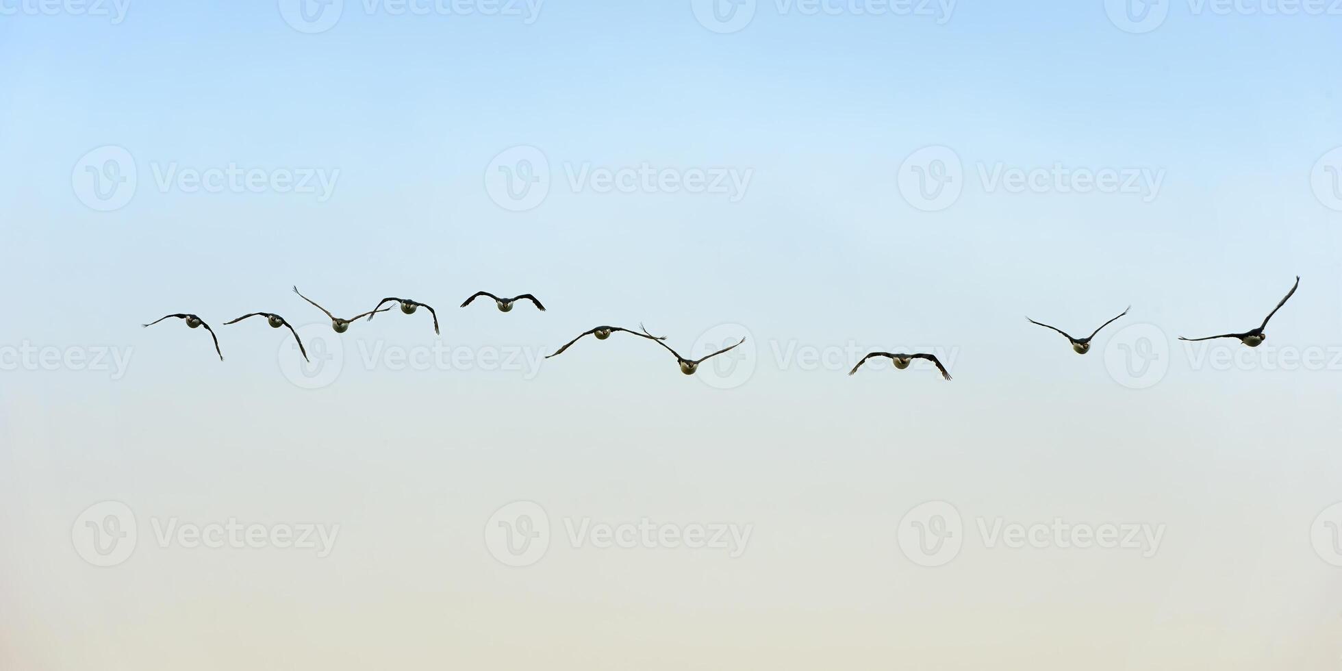 Flock of Antarctic or blue-eyed shags, Phalacrocorax bransfieldensis, Paulet Island, Erebus and Terror Gulf, Antarctic peninsula photo