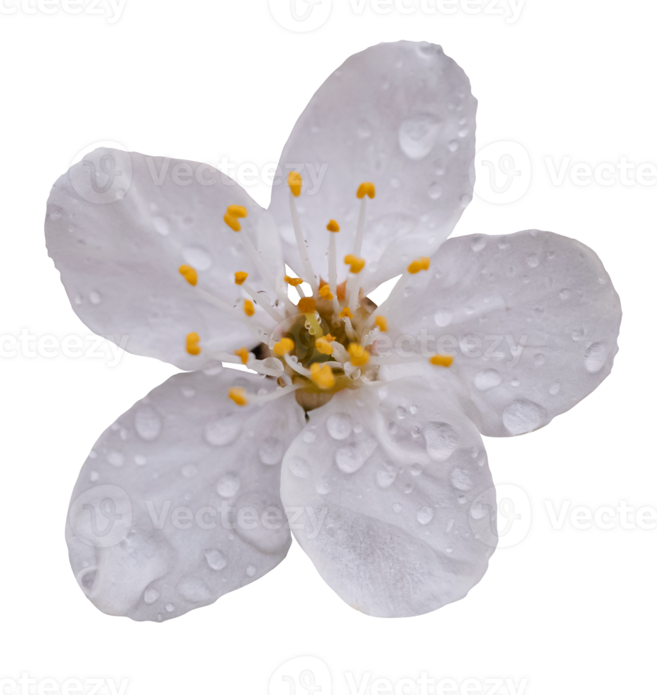 Spring Cherry blossoming with rain drops,Isolated Single White sakura flowers png