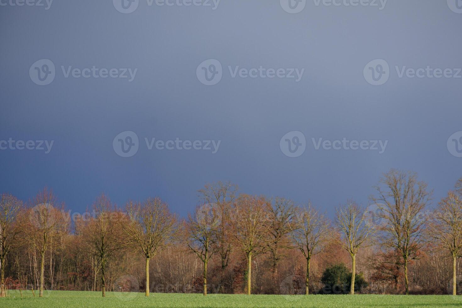 spring time in germany near Barlo photo