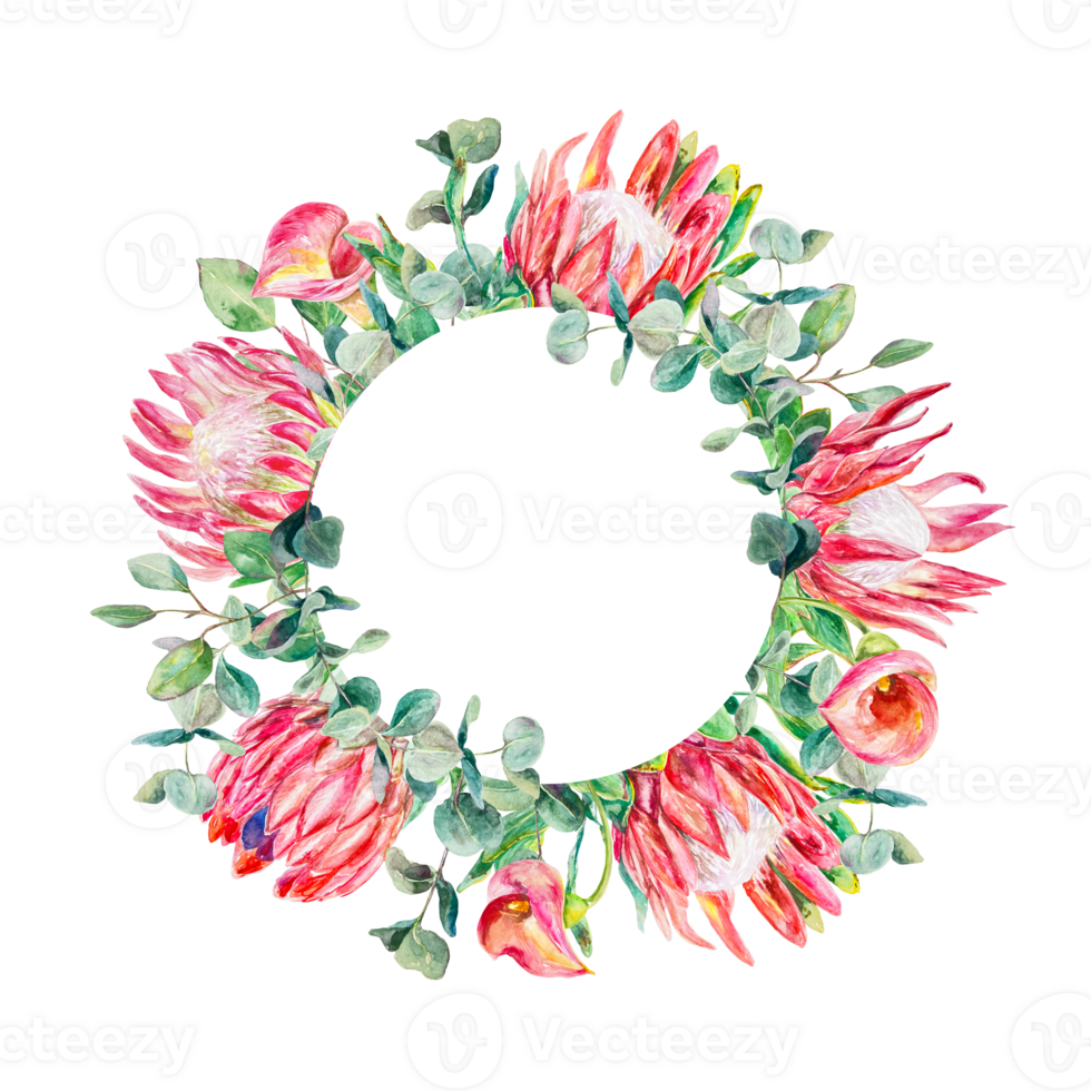 Protea watercolor wreath, round. Hand drawn pink callas, eucalyptus branches. Design element for cards, wedding invitations, labels, covers. png