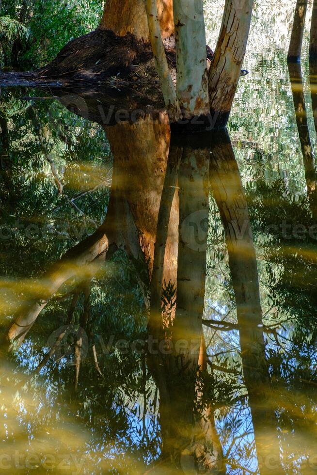 Beautiful reflections of tree barks in the lake at Athalassa, Cyprus photo