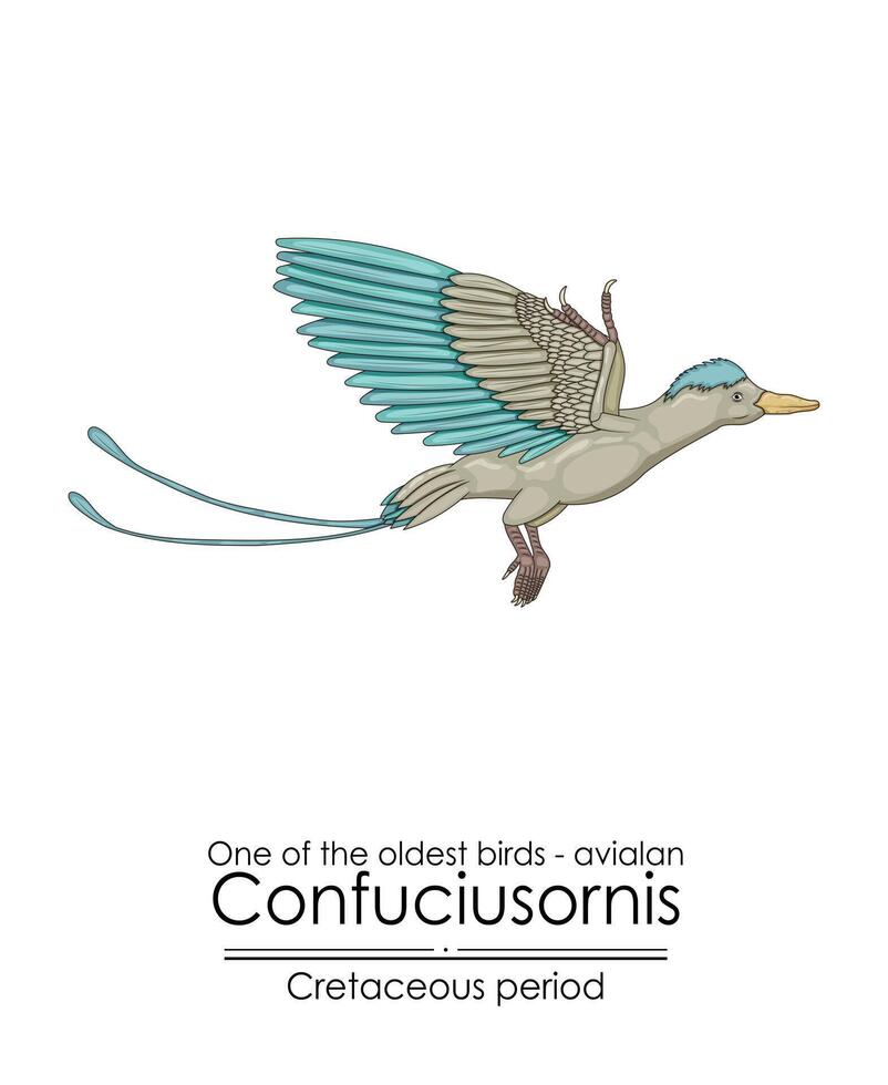 One of the oldest birds on Earth Avialan Confuciusornis vector