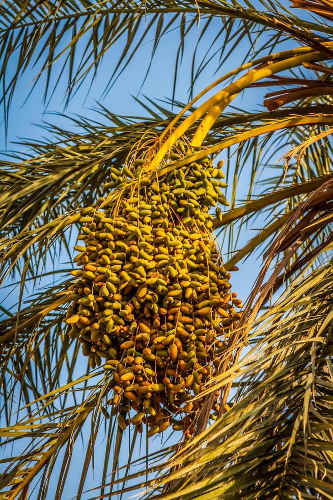 Beautiful yellow khalal dates in a tree photo