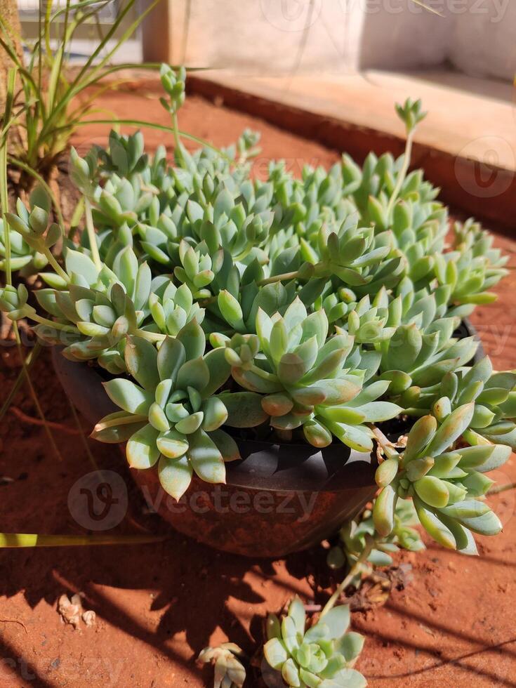 Echeveria prolific. Succulent plant. Green plant in gardening pot, nature and flora concept under sunlight photo