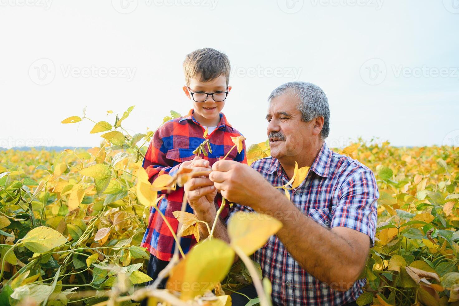 abuelo y nieto cheque cosecha de soja. La gente, la agricultura, y agricultura concepto. foto