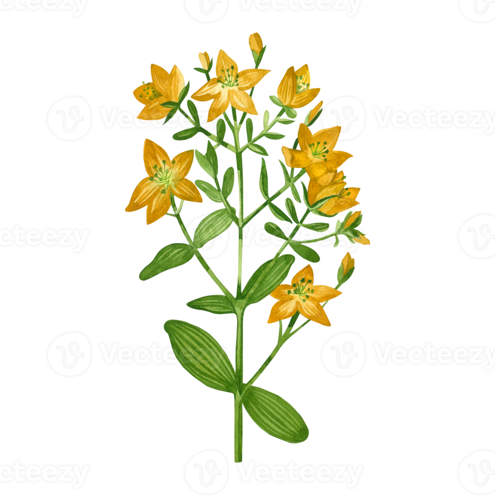 waterverf illustratie. hypericum, een weide fabriek met groen bladeren en helder geel bloemen hand- getrokken in waterverf. voor het drukken Aan kleding stof en papier, voor boeken, decoratie png