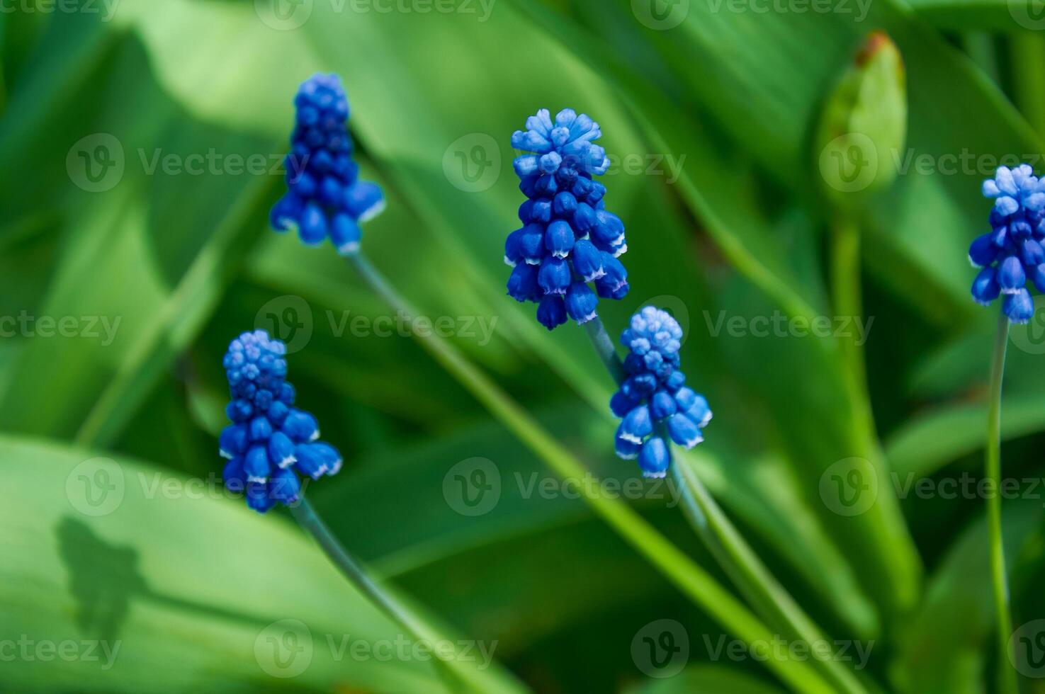 Spring Flowers of Muscari armeniacum among green grass in a spring garden in sunlight photo