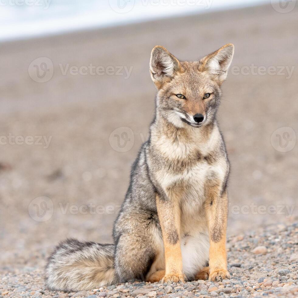 fox sitting on a beach photo