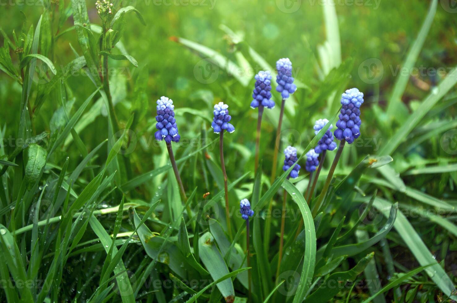 Spring Flowers of Muscari armeniacum among green grass in a spring garden in sunlight photo