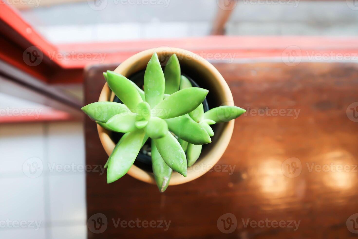 kalanchoe, calanchoideae o crassulaceae o k blossfeldiana o magnoliophyta o suculento o cactus foto