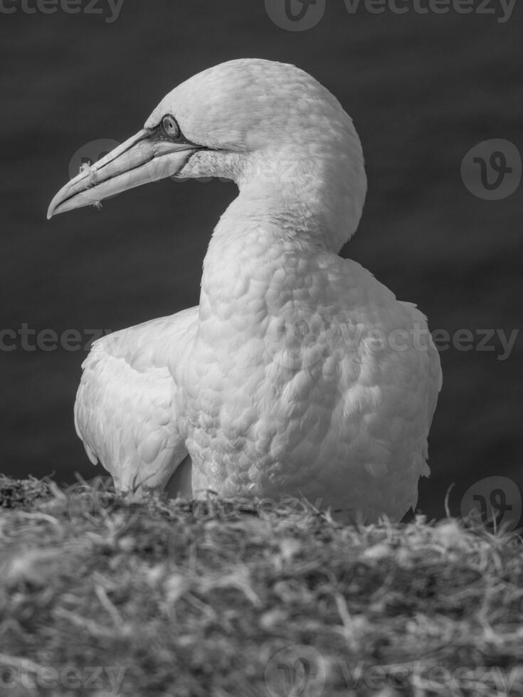 aves en helgoland isla foto