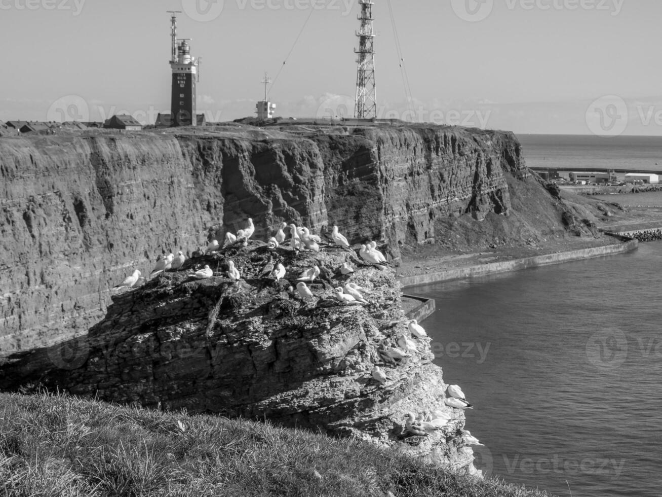 aves en helgoland isla foto