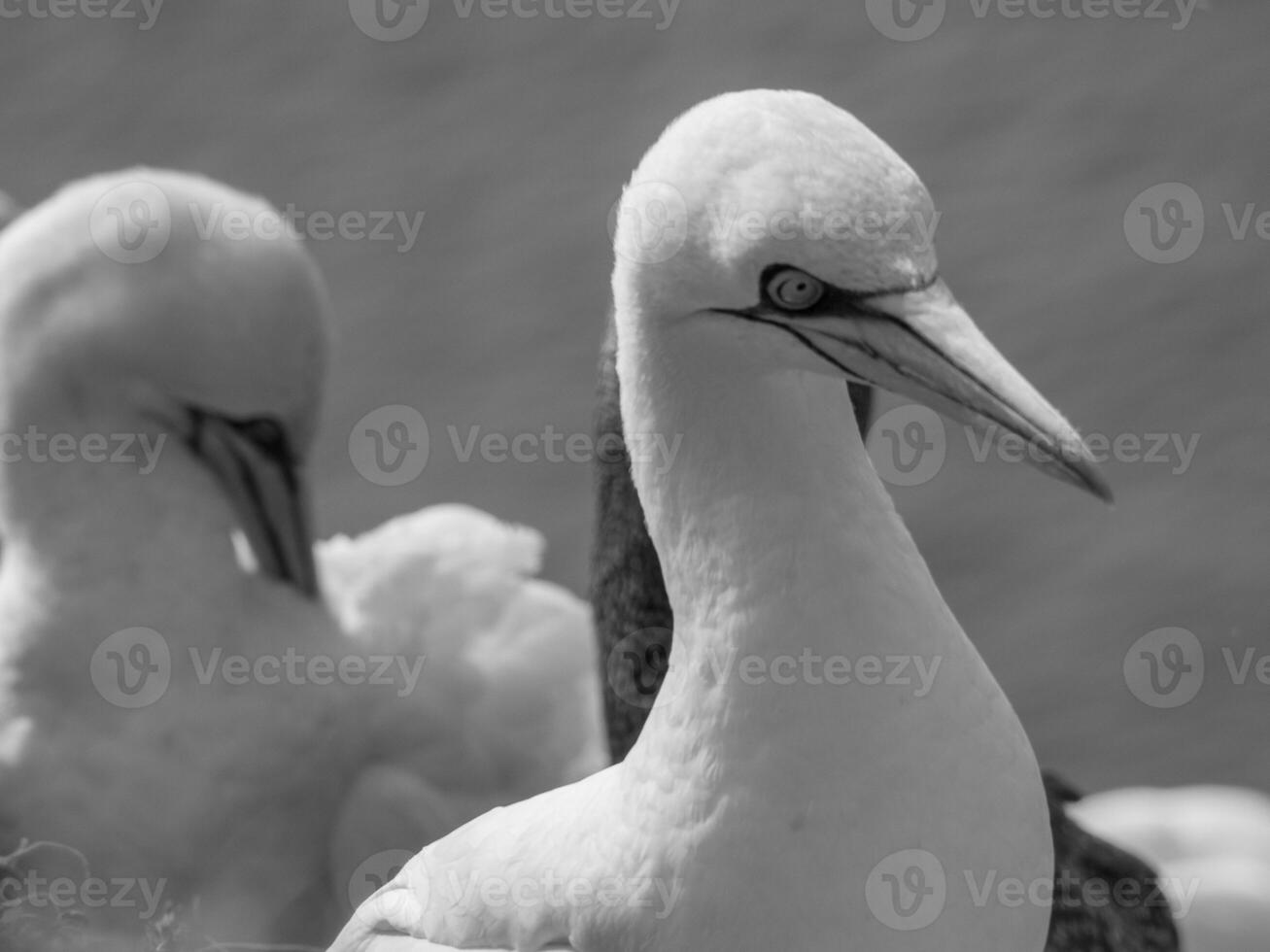 aves en helgoland isla foto