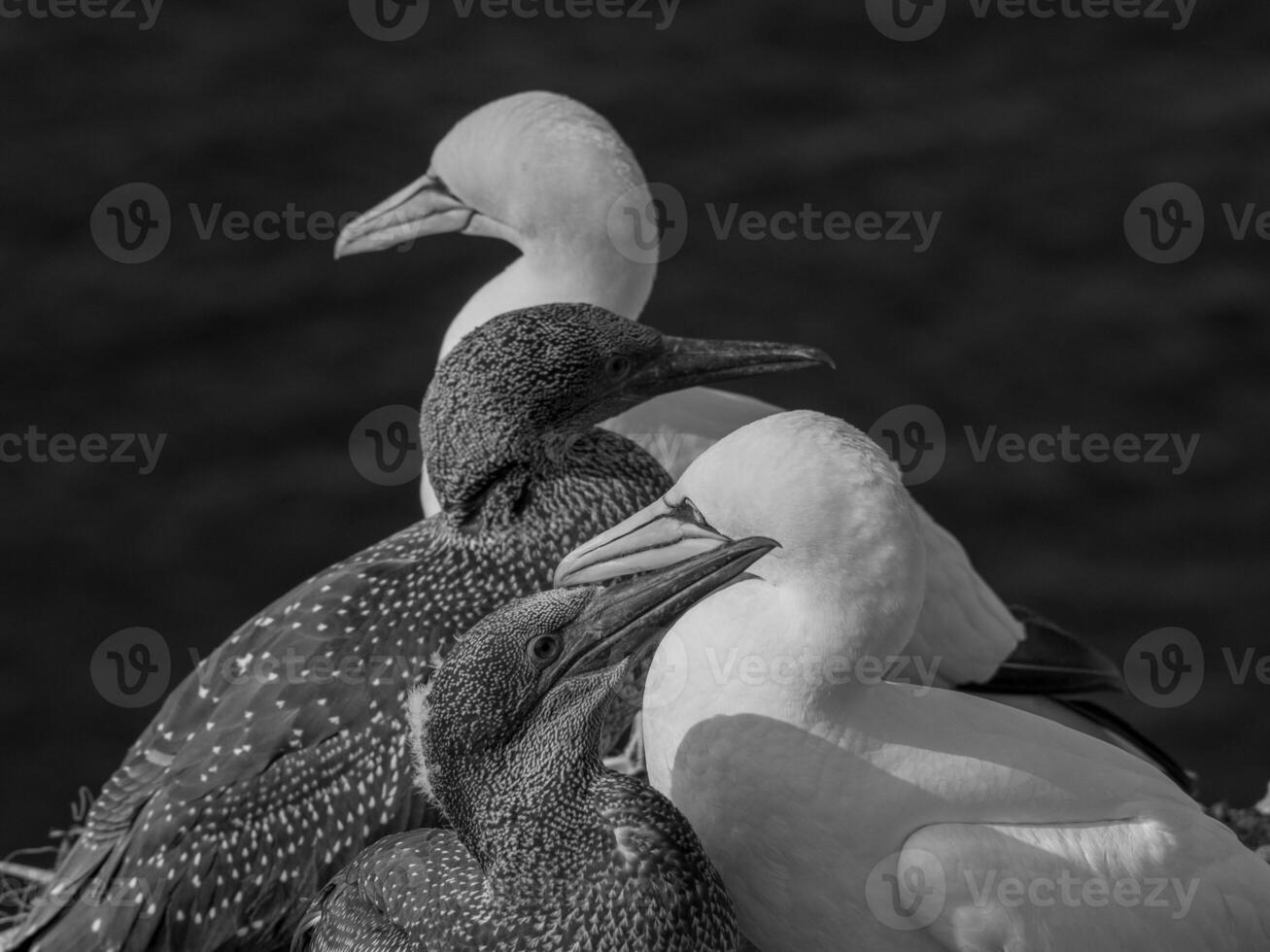 aves en helgoland isla foto