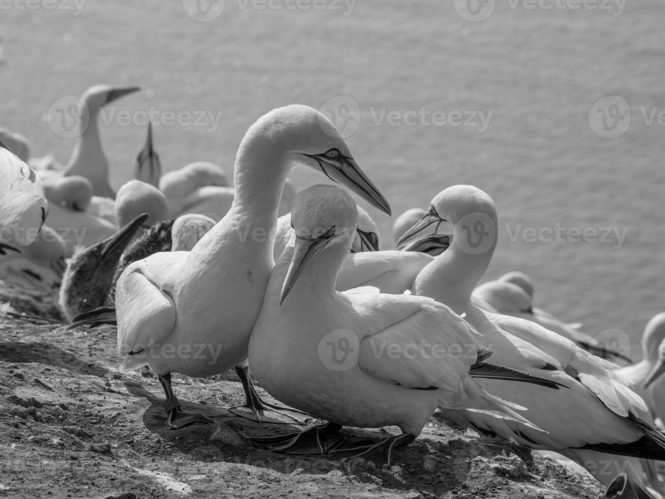 Birds on helgolannd island photo